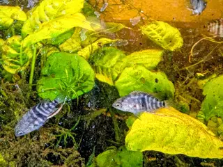 Blå øjet cichlide yngel 