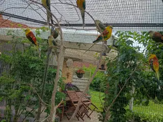 Sangparekitter 