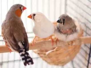 Zebrafinke hun købes