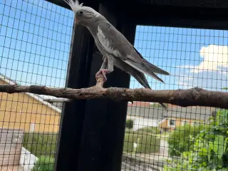 Nymfeparkit