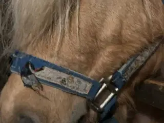 Shetlands vallak 5 år