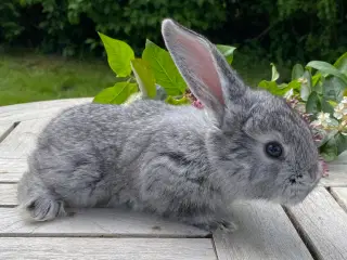 FRANSK VÆDDER HAN CHINCHILLA