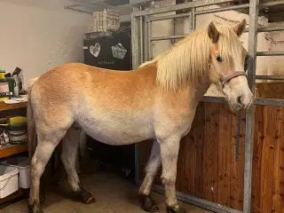 Haflinger