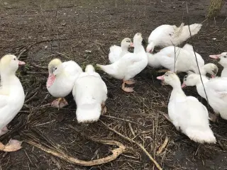 Franske moskusællinger sælges