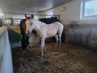 Buckskin pinto 