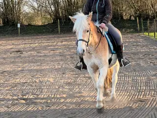 Haflinger 3 års vallak