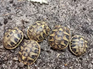 Græsk landskildpadde unger