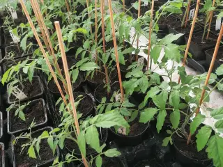 Tomat og Snackpeberplanter 