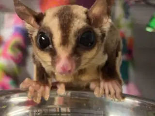 Søger sugar glider hun 