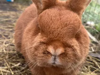 New Zealand red avlshan 