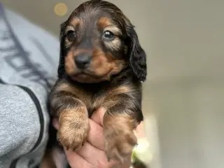 Langhåret DværgGravhunde hvalpe