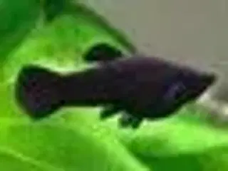 Sorte Spenops-fisk
