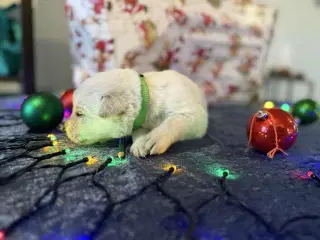 Mangler du en blød julegave til familien 