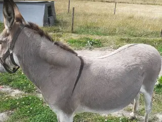 Sødeste Æsel hoppe til salg