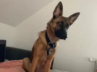 Malinois til salg
