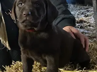 Skønne brune labradorhvalpe sælges - 6 uger