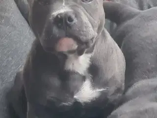 American Bully Pige abkc