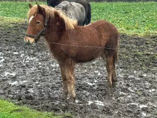 Skøn velgående hingst