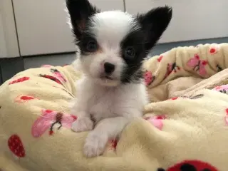 Papillon han hvalp