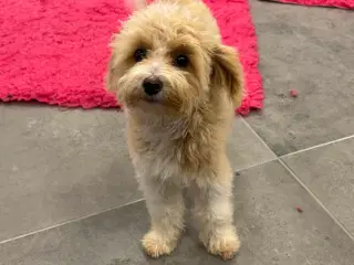 Maltipoo4love 2 Smukke  drenge 