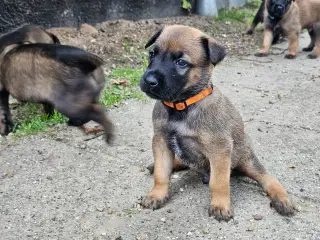 Belgisk Malinois hvalpe til salg 