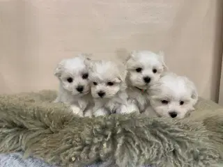 Ægte mini malteser babyer 