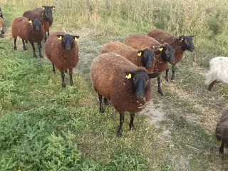 10 får