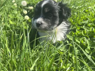 Allergivenlig Shih Tzu / Bichon Havanais