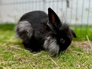 Sød løvehoved/dværgvædder hankanin