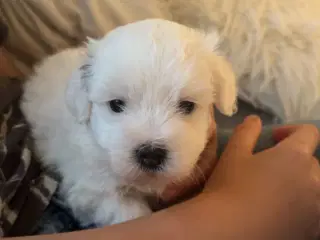 Ægte Coton de Tulear