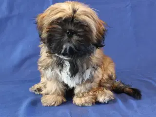 Lhasa Apso hvalpe