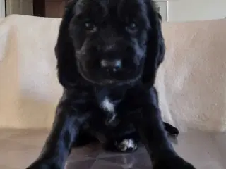 Cocker spaniel hvalpe 2 stk hanner begge sorte.