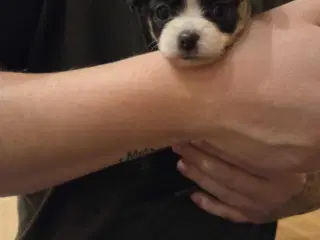 Chihuahua begge forældre langhåret