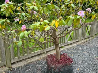 Opstammet rhododendron i stor granitkrukke