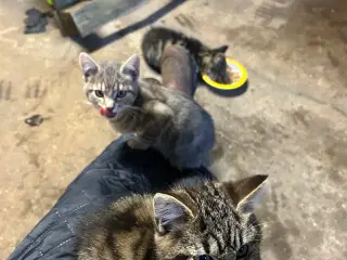 4 kattekillinger