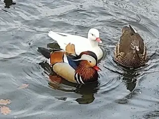 Mandarin Ænder, Naturfarvet 2 stk