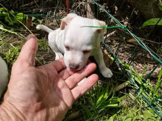 Dansk svensk gårdhunde hvalpe 