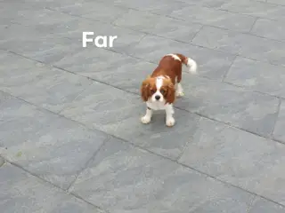 cavalier hvalp 