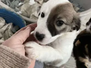 Blitz søger sin egen familie❤️