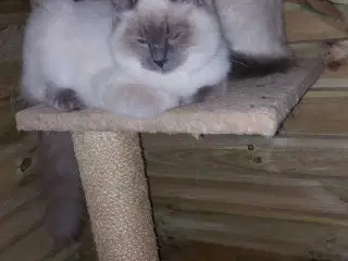 Ragdoll kattekillinger