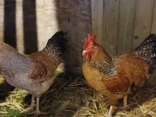 2 flotte ung hane til salg 