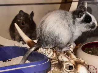 Degu