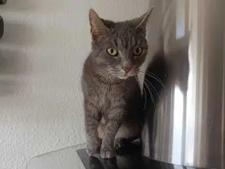 Gratis hun kat 