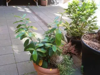 Plante