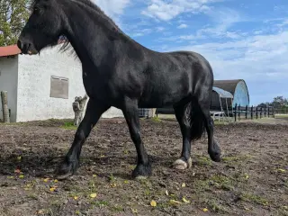 Frieser/Irish Cob Vallak