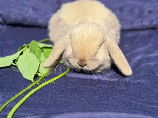 Mini lop kanin unge