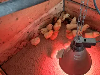 Daggamle kyllinger klækket den 19 april