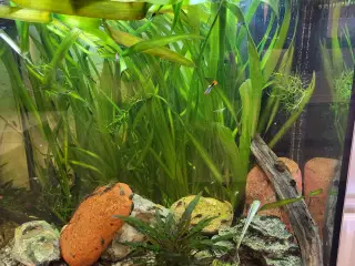 Planter 3 stk. Lange og flyde planter  plus 10 stk