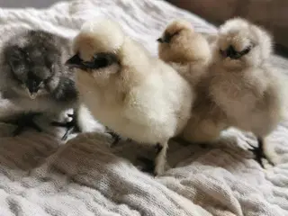 Silkehøns kyllinger 