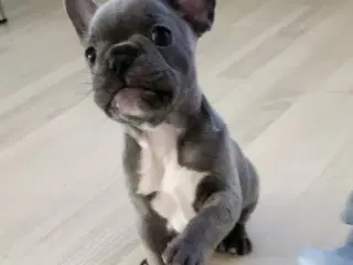Fransk bulldog hvalpe